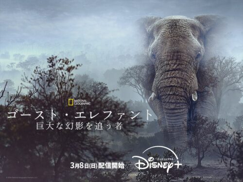 「私がビーバーになる時」声優チャレンジ・Disney+新ドキュメンタリー配信・ツムツム新コラボ【2026年3月8日】 「私がビーバーになる時」声優チャレンジ・Disney+新ドキュメンタリー配信・ツムツム新コラボ【2026年3月8日】